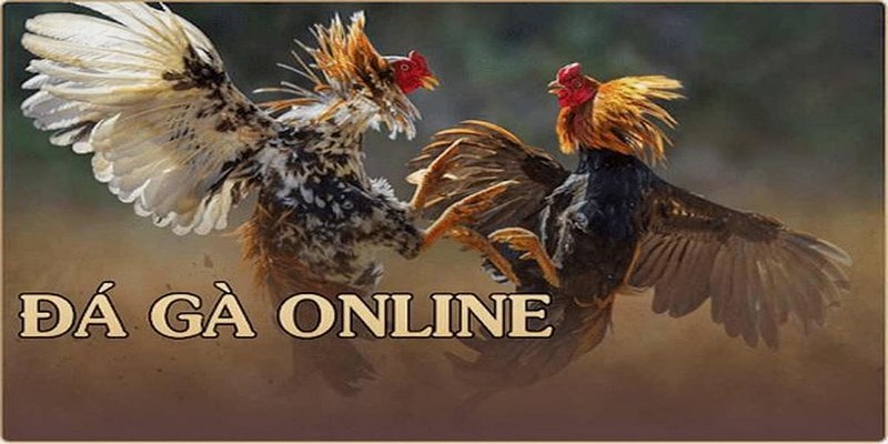 GIới thiệu về đá gà online